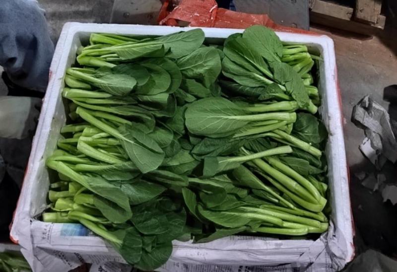 云南精品菜心产地一手货源品质保证可视频看货