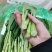云南精品菜心产地一手货源品质保证可视频看货