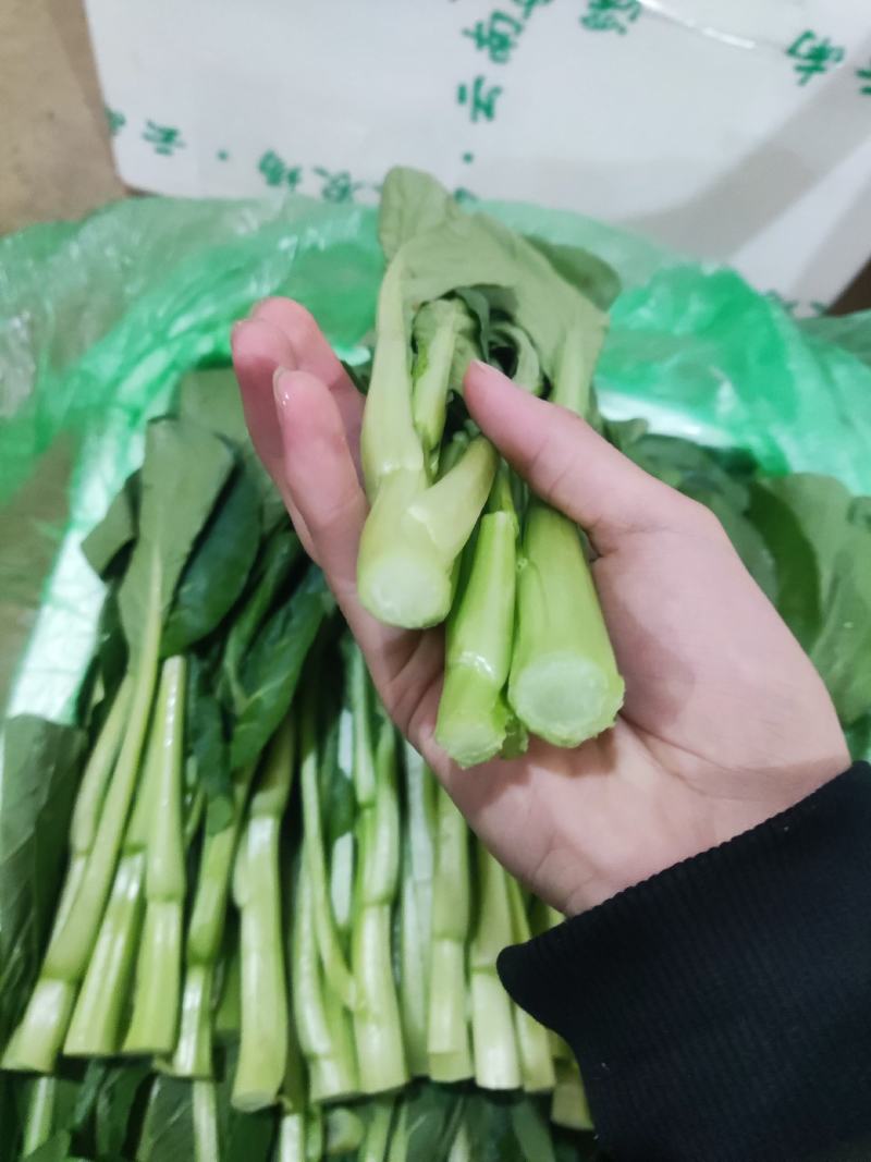 云南精品菜心产地一手货源品质保证可视频看货