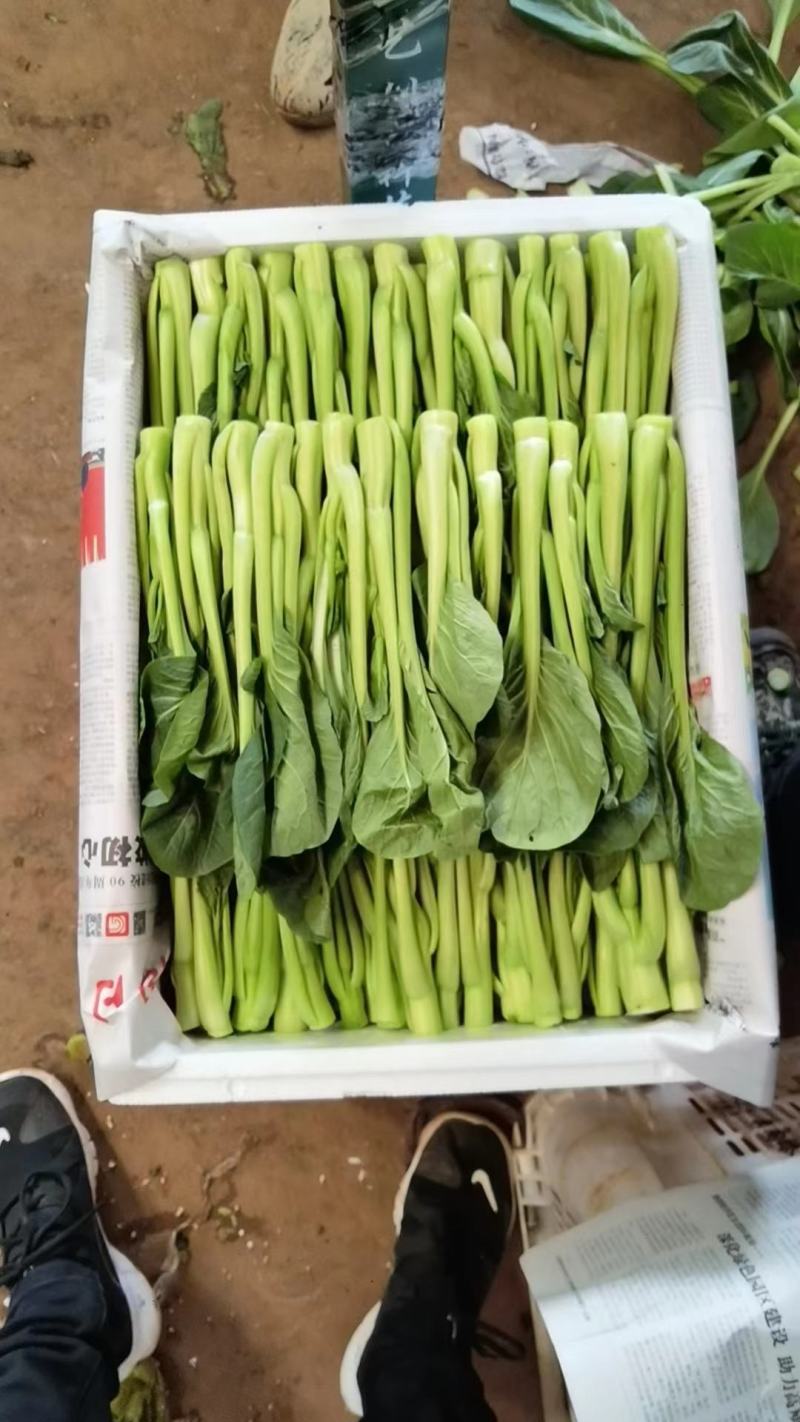 云南精品菜心产地一手货源品质保证可视频看货