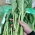 云南精品菜心产地一手货源品质保证可视频看货