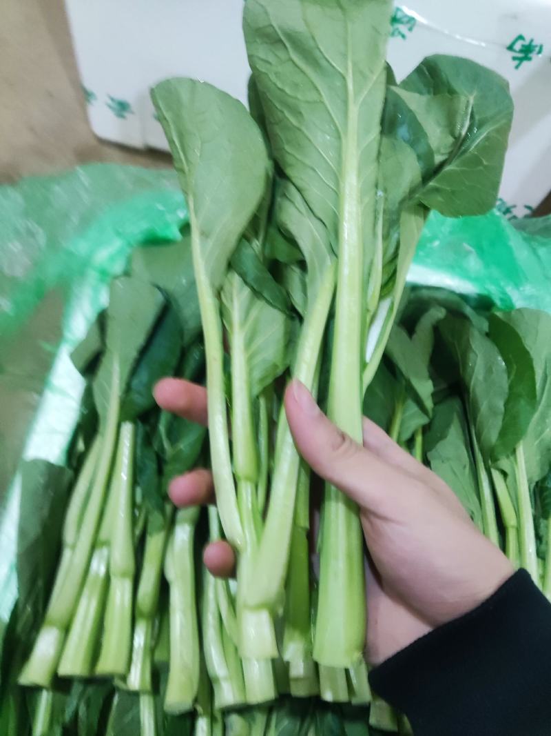 云南精品菜心产地一手货源品质保证可视频看货