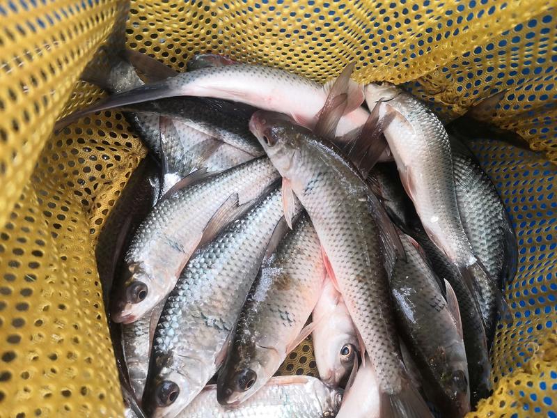 25蛋白/30蛋白鲮鱼颗粒料量大价优全国发货