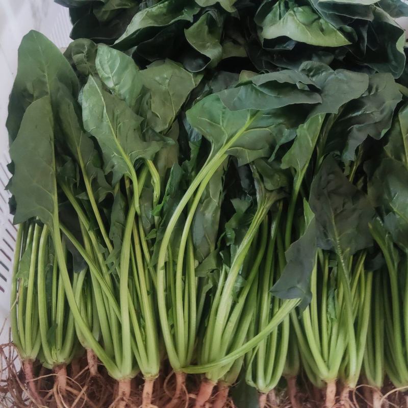 云南精品菠菜产地一手货源品质保证可以视频看货