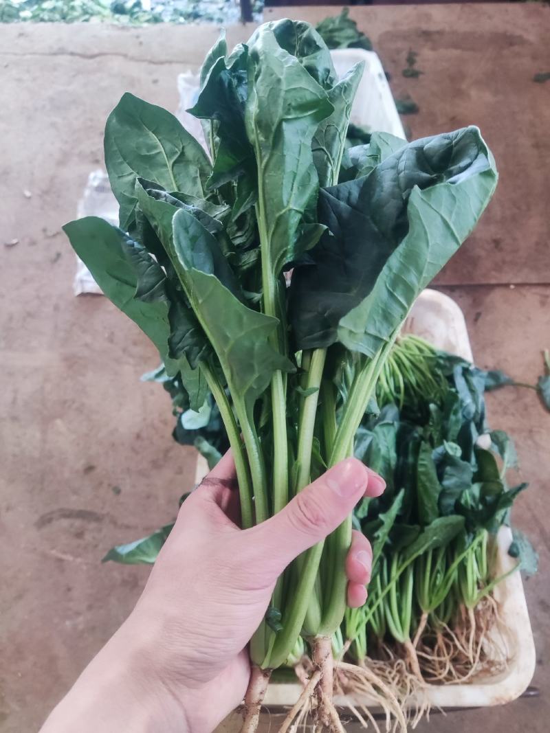 云南精品菠菜产地一手货源品质保证可以视频看货