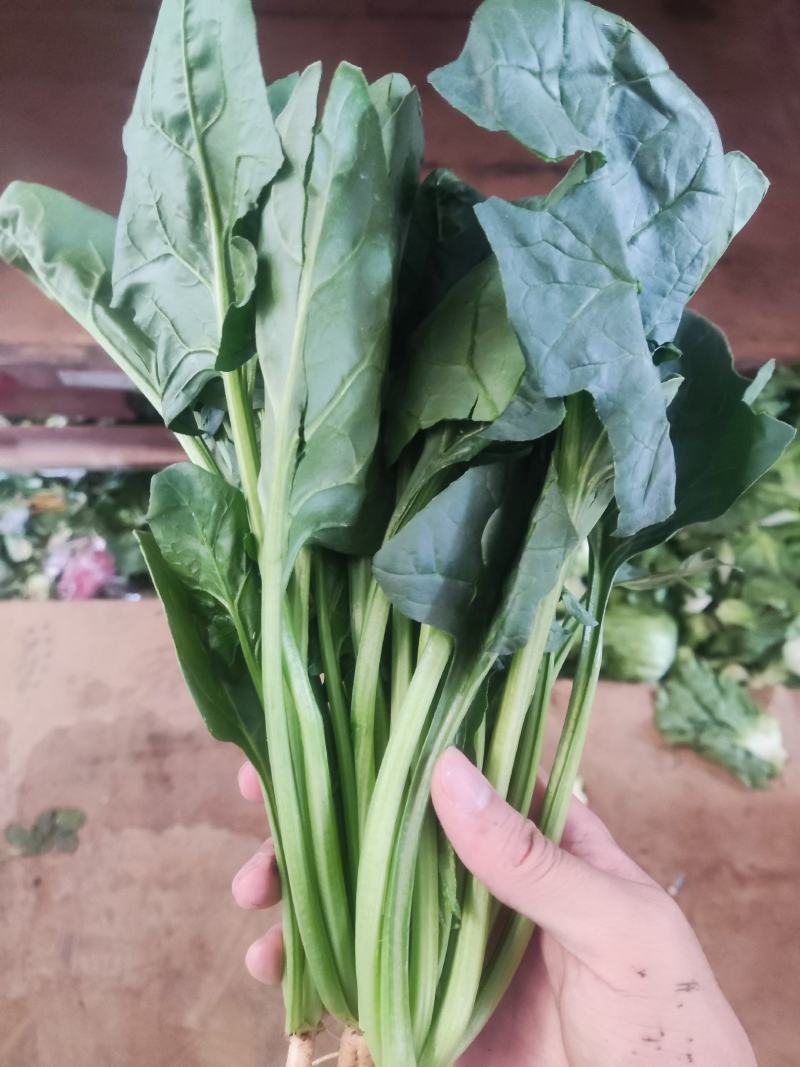 云南精品菠菜产地一手货源品质保证可以视频看货