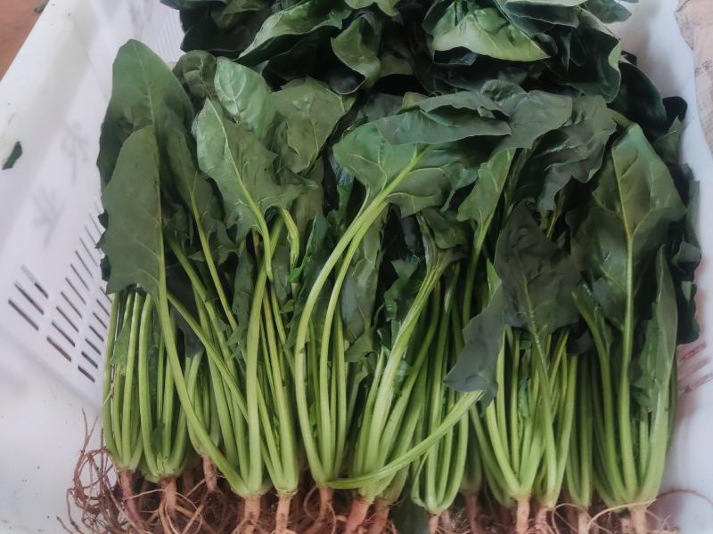 云南精品菠菜产地一手货源品质保证可以视频看货