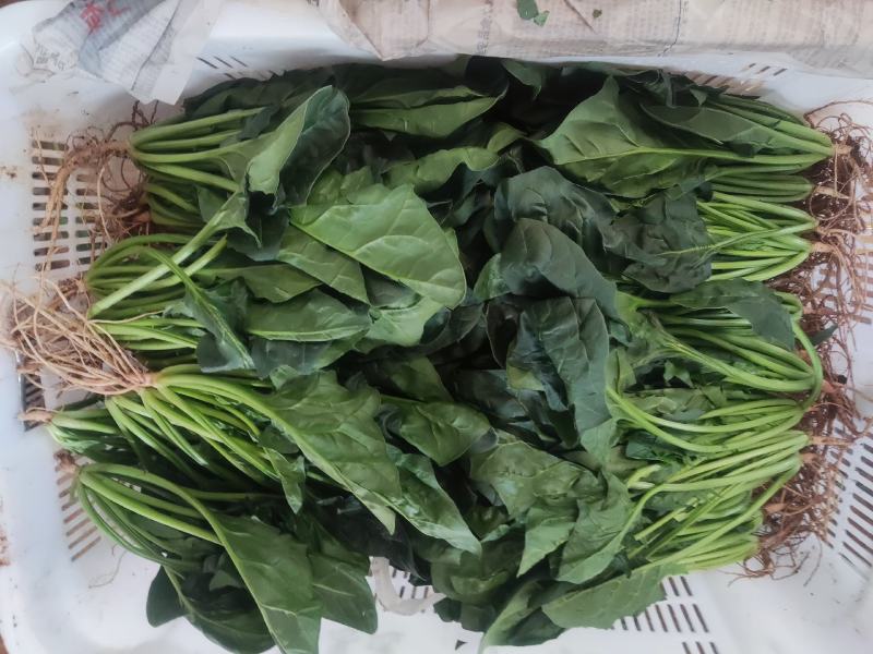 云南精品菠菜产地一手货源品质保证可以视频看货