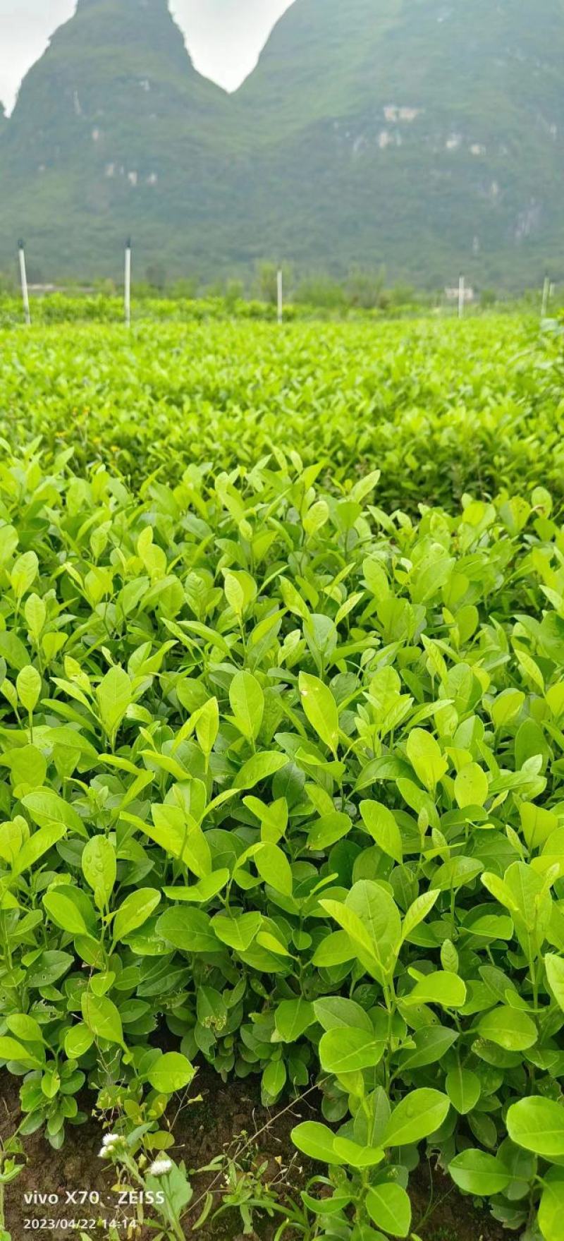 【柠檬苗】柠檬小苗土柠檬大小苗红芽柠檬大小苗