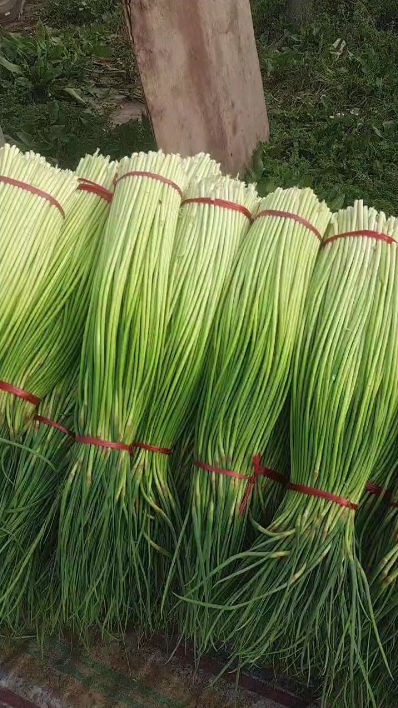 大量供应，红帽蒜苔，，有要的可以联系我