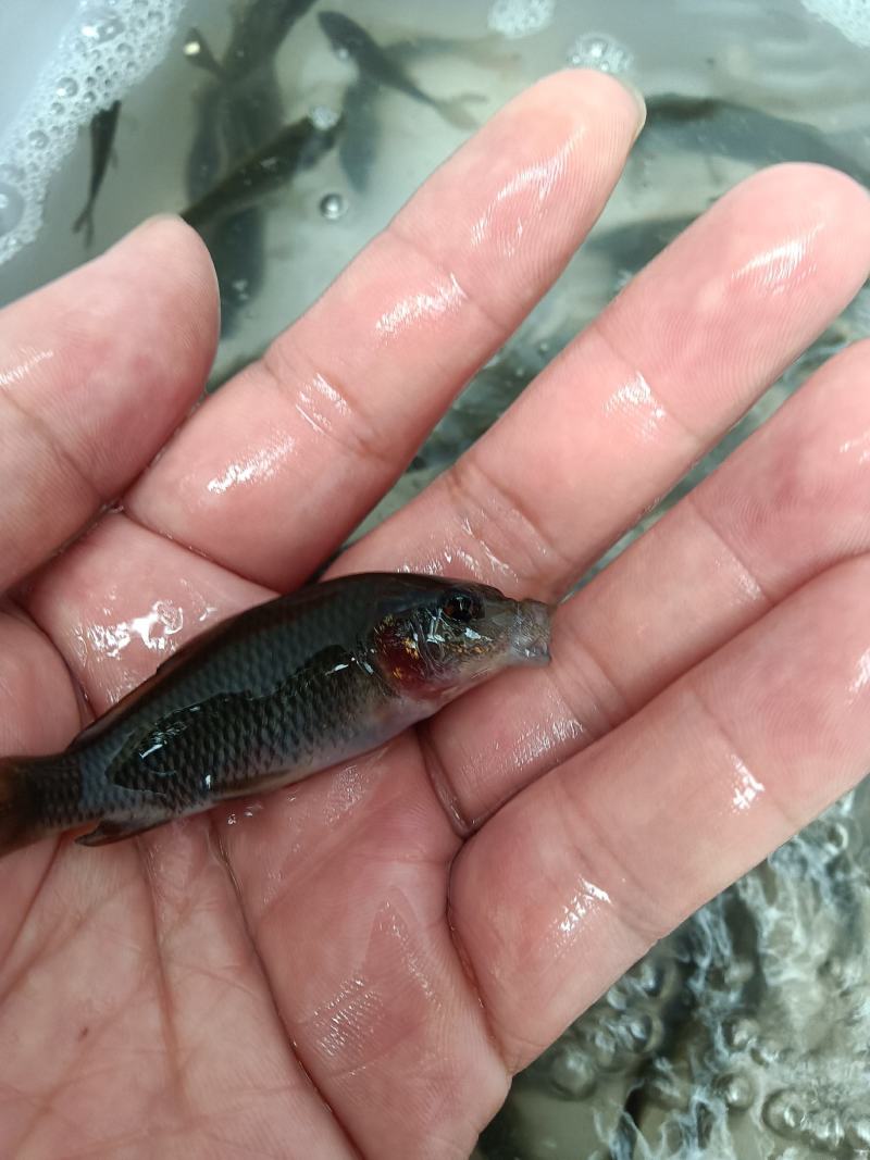 禾花鲤鱼苗，稻花鲤鱼苗，杂交快大良种鱼苗场地直销，