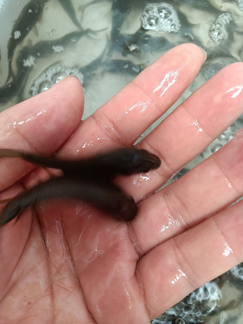 禾花鲤鱼苗，稻花鲤鱼苗，杂交快大良种鱼苗场地直销，
