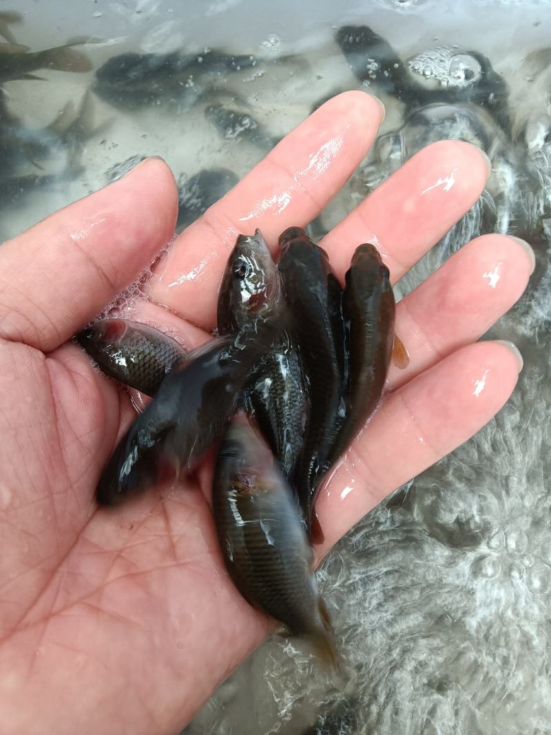 禾花鲤鱼苗，稻花鲤鱼苗，杂交快大良种鱼苗场地直销，