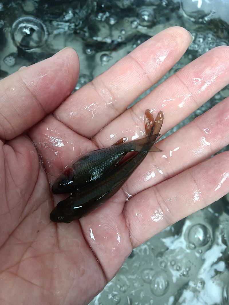 禾花鲤鱼苗，稻花鲤鱼苗，杂交快大良种鱼苗场地直销，
