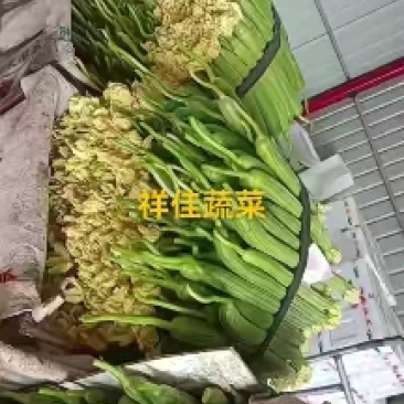 丝瓜(产地直供,一手货源。大量供应,品优价廉)