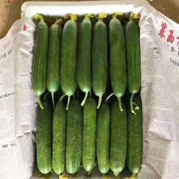 小黄瓜(货源充足,产地直发)