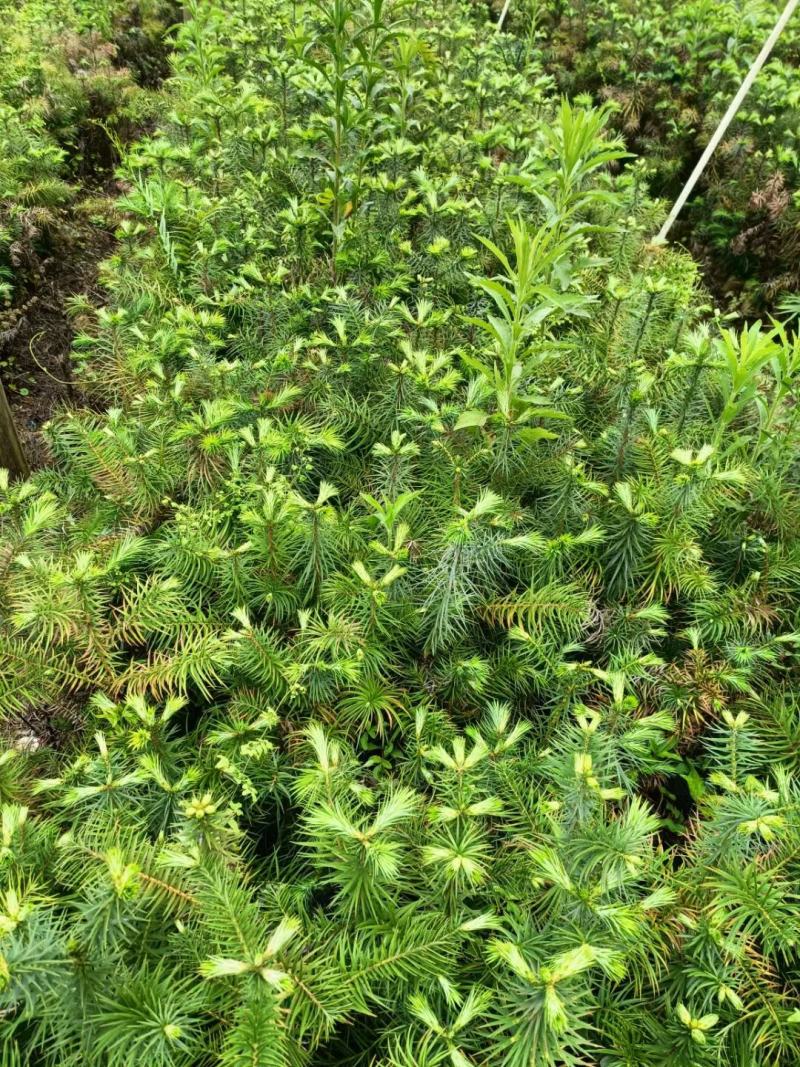 良种杉树苗40到60厘米高杯苗良种刺杉树苗速生杉树苗