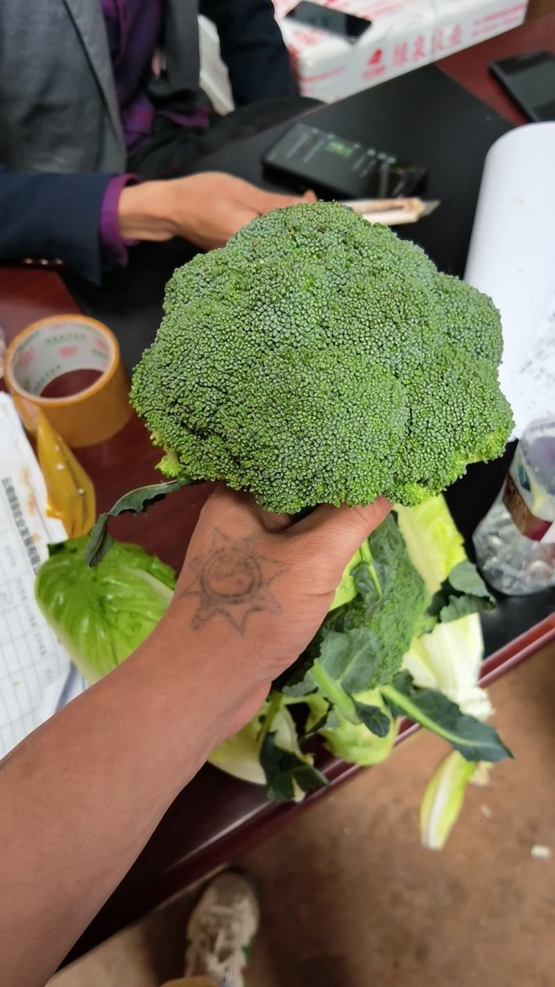 云南精品西兰花产地一手货源品质保证可视频看货