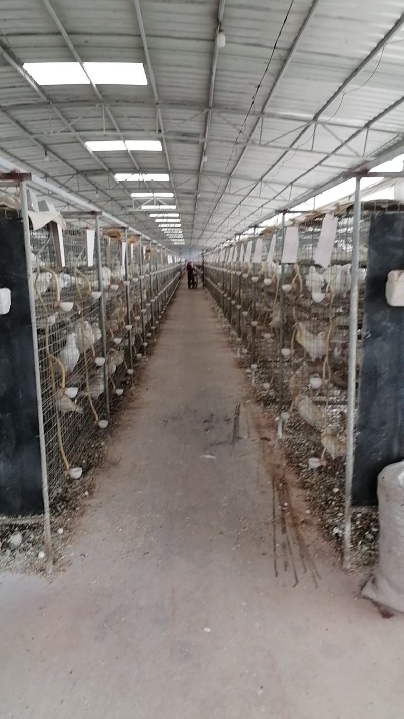 广东潮连白鸽/广东鸽子/江门乳鸽肉鸽/活力强量大从优