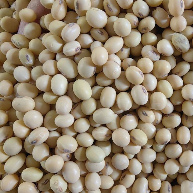 当季农家土黄豆椭圆大粒非转基因农家自种磨豆浆豆腐