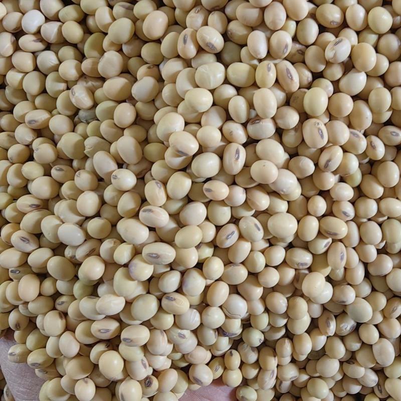 当季农家土黄豆椭圆大粒非转基因农家自种磨豆浆豆腐