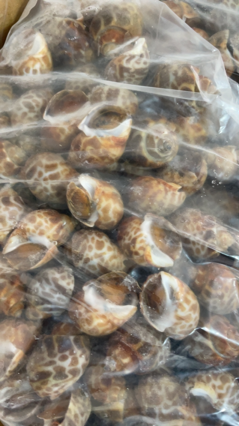 花螺鲜活冷冻海螺香螺小海螺东风螺新鲜海鲜水产贝类冰鲜花螺