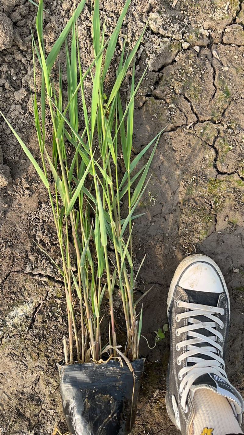 瑞毅水生植物基地产地直供一手货源芦苇苗当年见效包成活