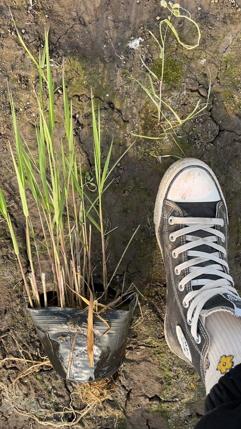 瑞毅水生植物基地产地直供一手货源芦苇苗当年见效包成活