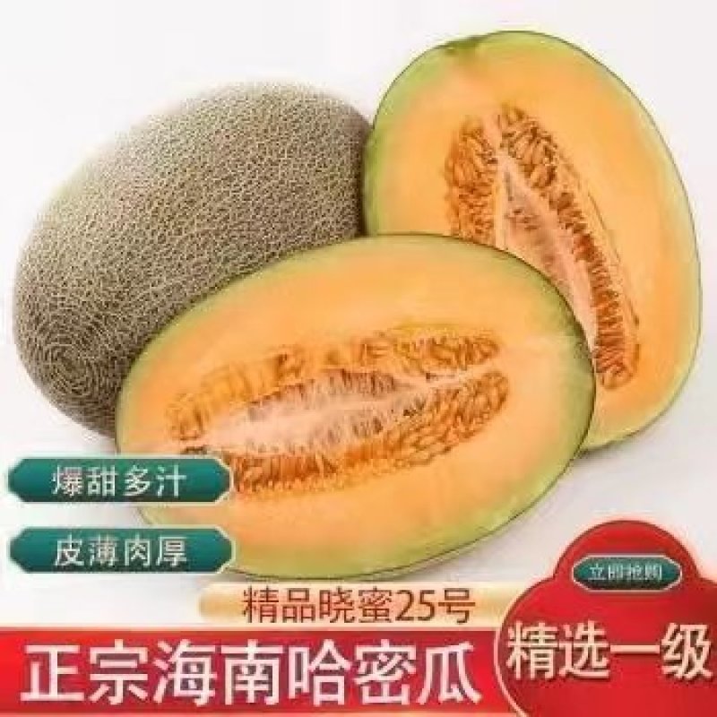 海南哈密瓜小蜜25哈密瓜大量有货产地直供对接市场电商