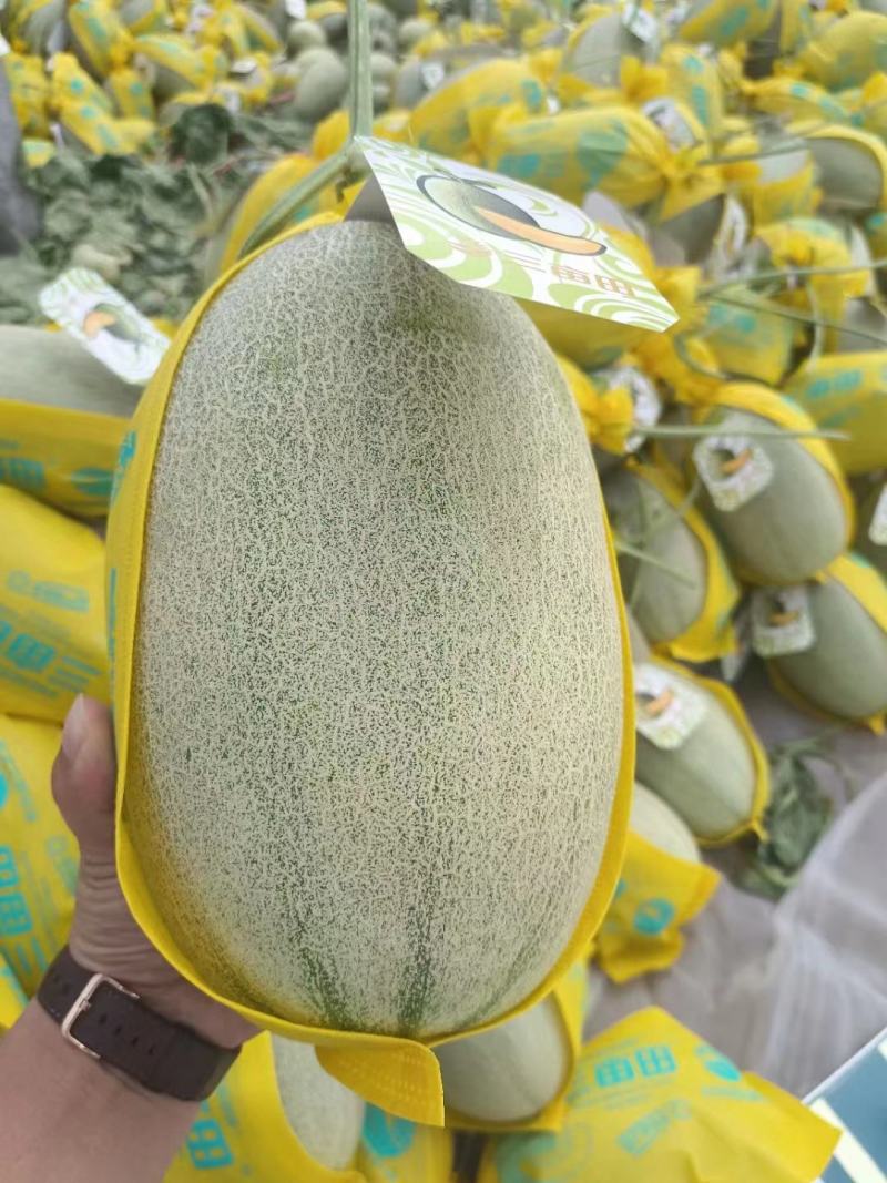 海南哈密瓜小蜜25哈密瓜大量有货产地直供对接市场电商