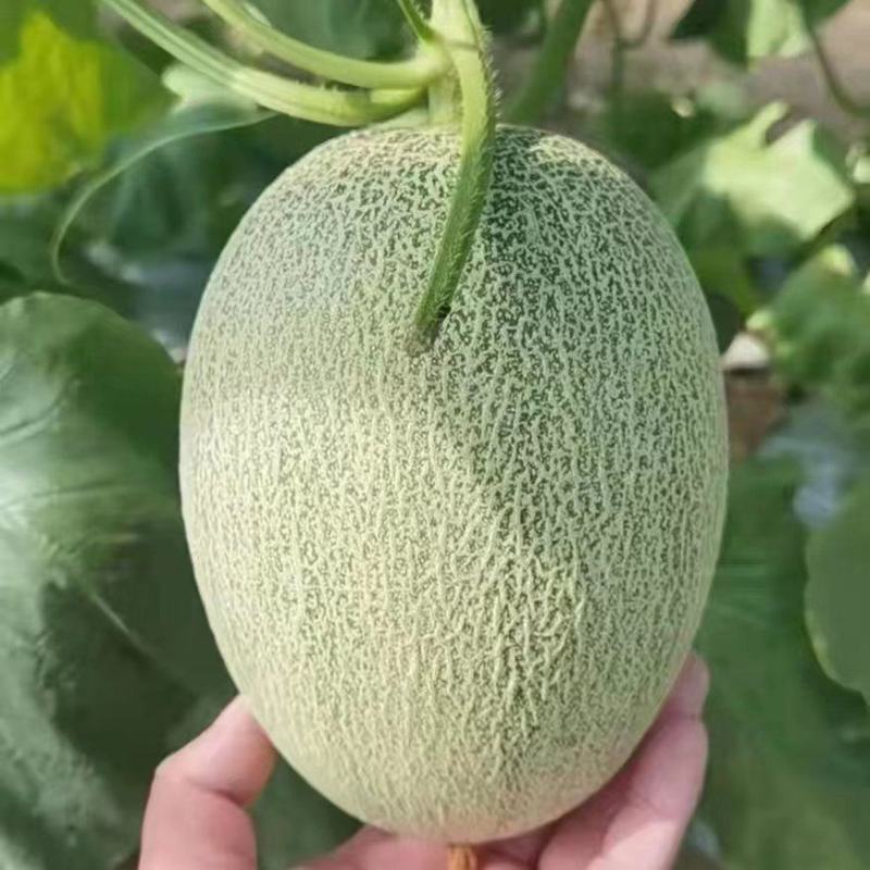 海南哈密瓜小蜜25哈密瓜大量有货产地直供对接市场电商