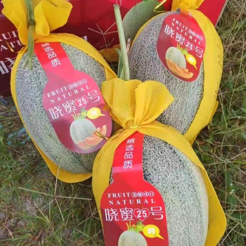 海南哈密瓜小蜜25哈密瓜大量有货产地直供对接市场电商