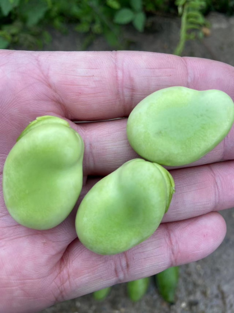 蚕豆青海绿蚕豆大青胡豆日本胡豆大青蚕豆供货稳定