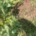蚕豆青海绿蚕豆大青胡豆日本胡豆大青蚕豆供货稳定