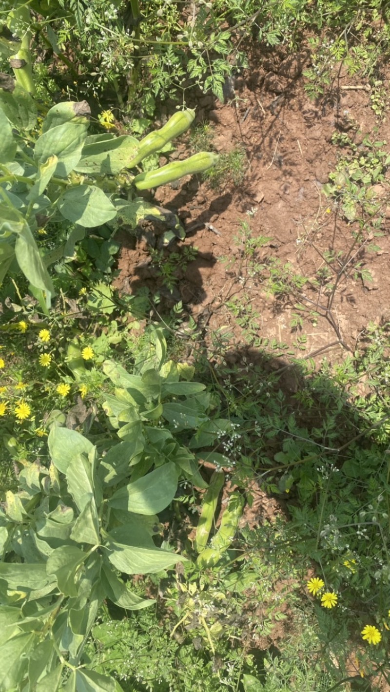 蚕豆青海绿蚕豆大青胡豆日本胡豆大青蚕豆供货稳定