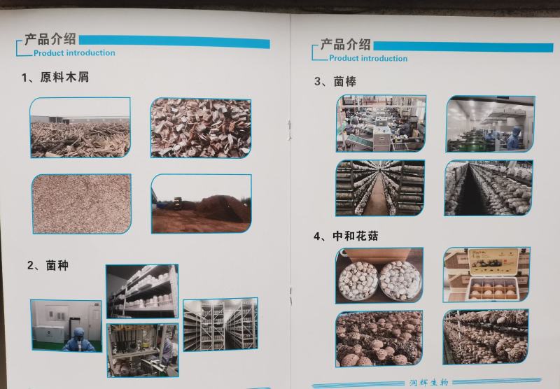 香菇菌棒出口韩国、日本、欧洲等，恒温培养