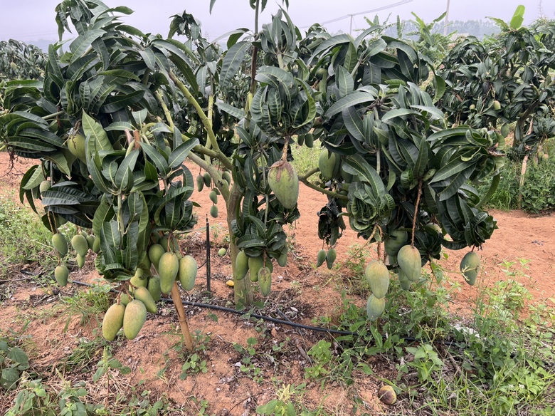 展示金煌芒与红玉芒果主要种植区域分布,突出海南、广西等地的种植差异 金煌芒与红玉芒果产地分布图