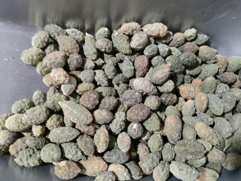 野西瓜，新疆野西瓜、小西瓜，足斤足量纯无硫。