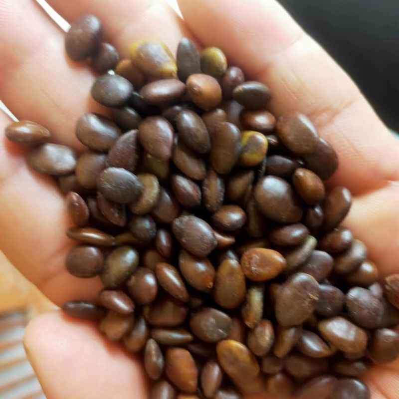 皂角树种子大量供应，产地直发，价格优虎，可视频看货