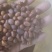 皂角树种子大量供应，产地直发，价格优虎，可视频看货