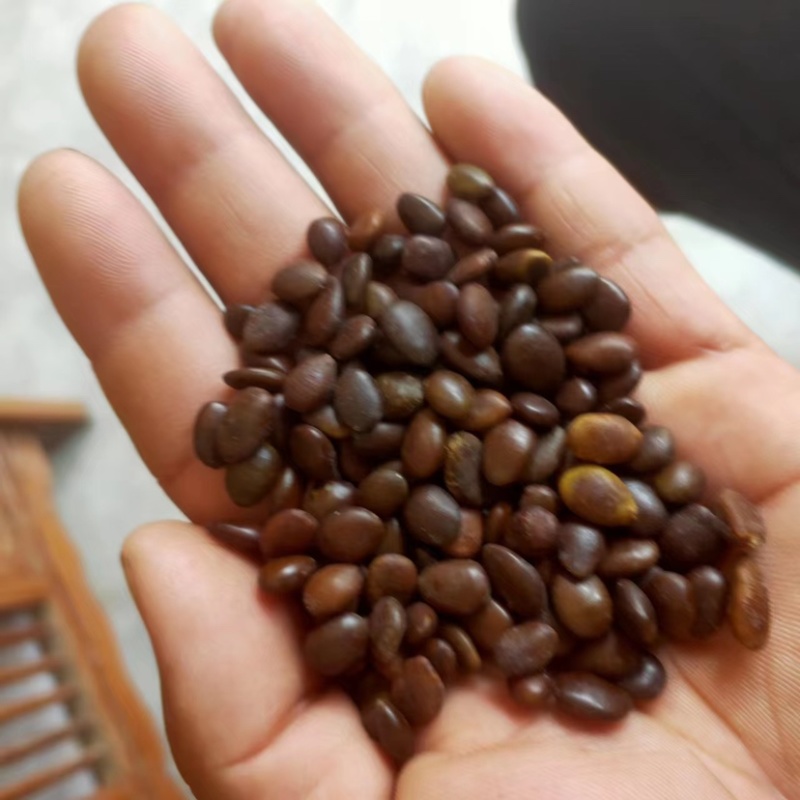 皂角树种子大量供应，产地直发，价格优虎，可视频看货