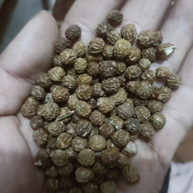 青桐籽大量供应，一手货源，产地直发，价格优惠，欢迎采购