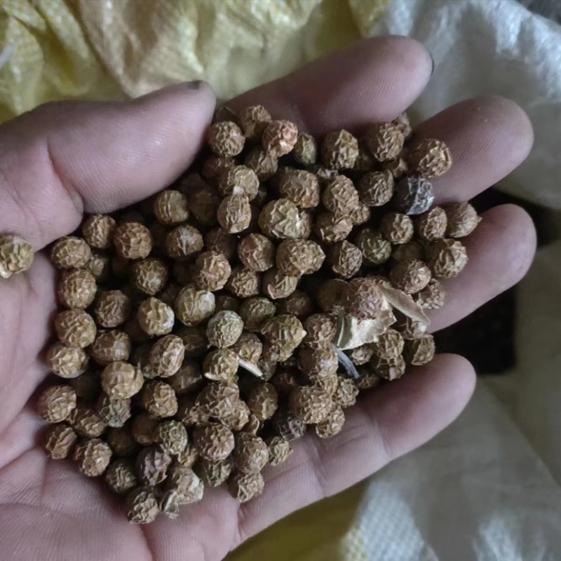 青桐籽大量供应，一手货源，产地直发，价格优惠，欢迎采购