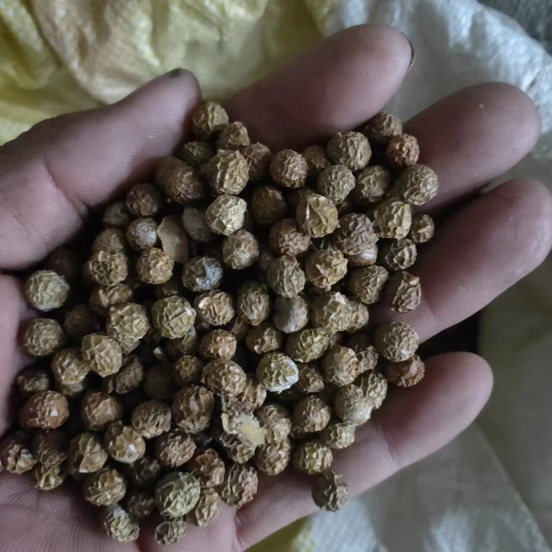 青桐籽大量供应，一手货源，产地直发，价格优惠，欢迎采购