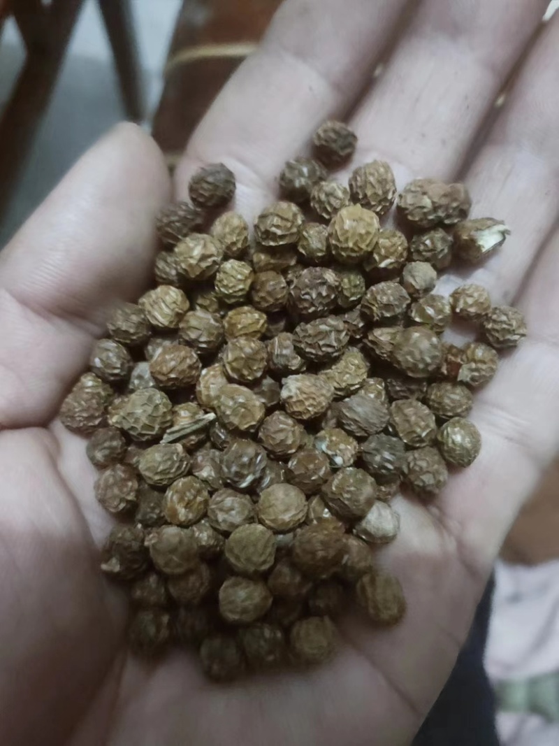 青桐籽大量供应，一手货源，产地直发，价格优惠，欢迎采购