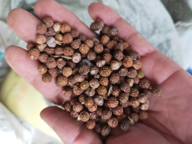 青桐籽大量供应，一手货源，产地直发，价格优惠，欢迎采购