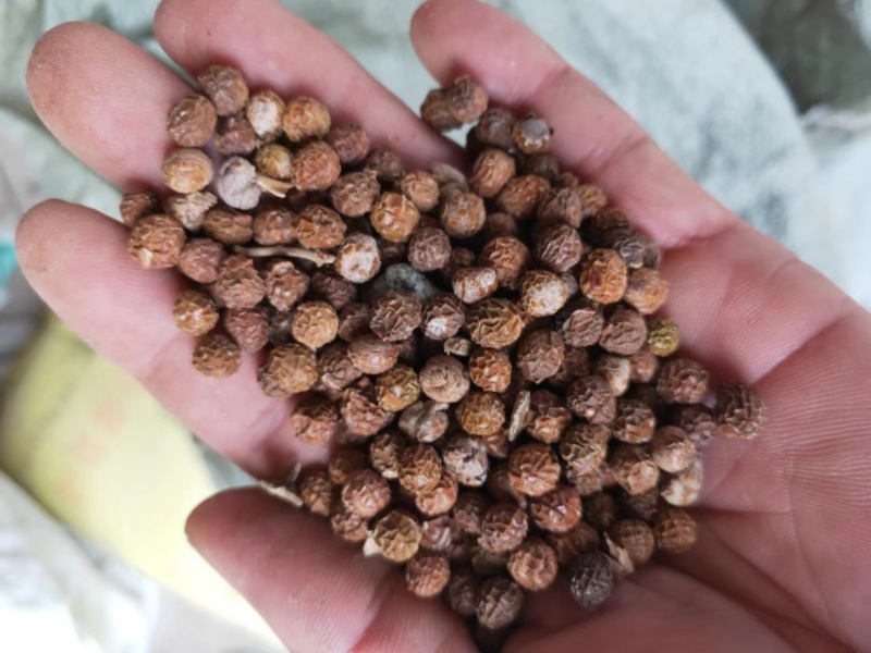 青桐籽大量供应，一手货源，产地直发，价格优惠，欢迎采购