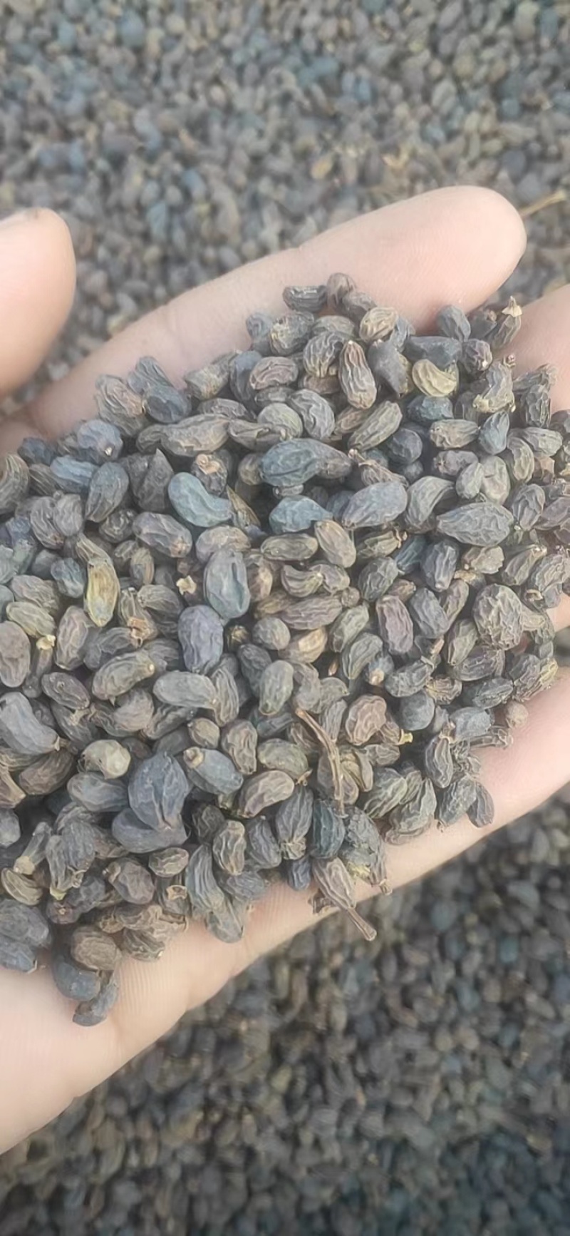 女贞籽大量供应，一手货源，价格优惠，可视频看货