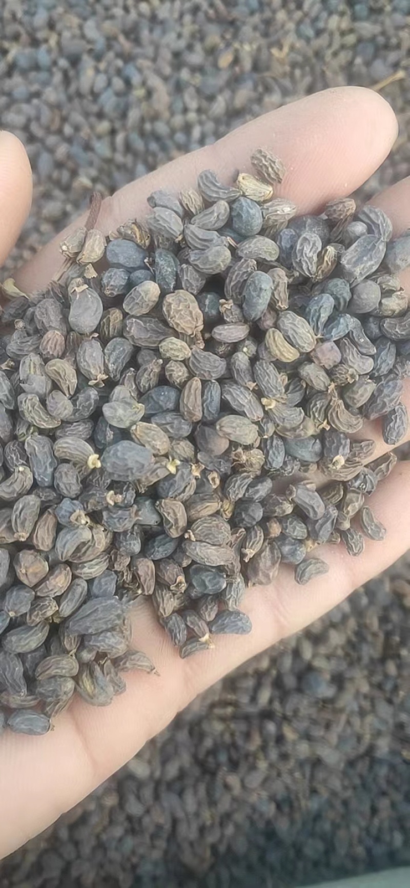 女贞籽大量供应，一手货源，价格优惠，可视频看货