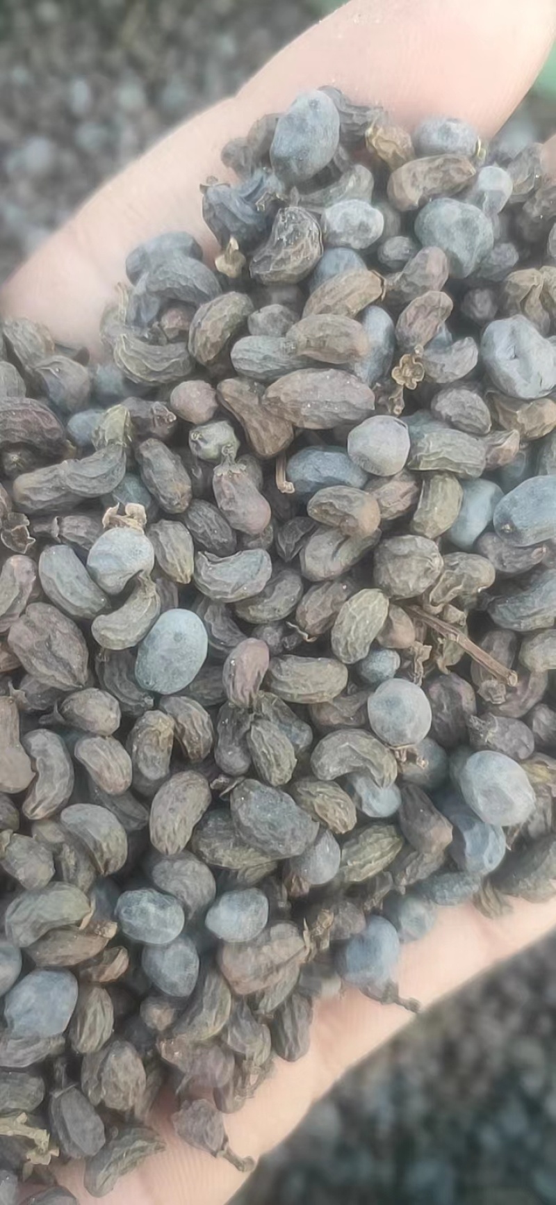 女贞籽大量供应，一手货源，价格优惠，可视频看货